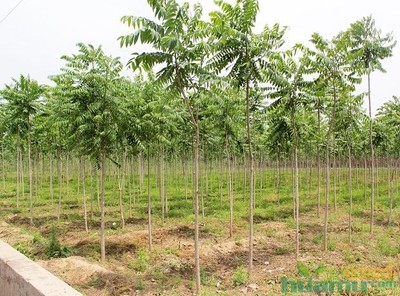 花木網(wǎng)專訪洛陽(yáng)真趣園林 探索農(nóng)業(yè)生態(tài)觀光園與園林實(shí)業(yè)的融合發(fā)展之路